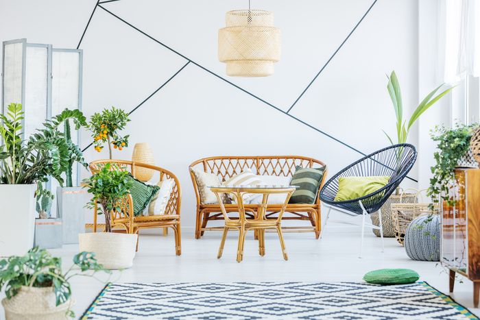 A bright, white living room filled with ferns and indoor trees. A wicker couch and matching wicker chair and coffee table, with a black woven circle chair sit at the center of the living room.